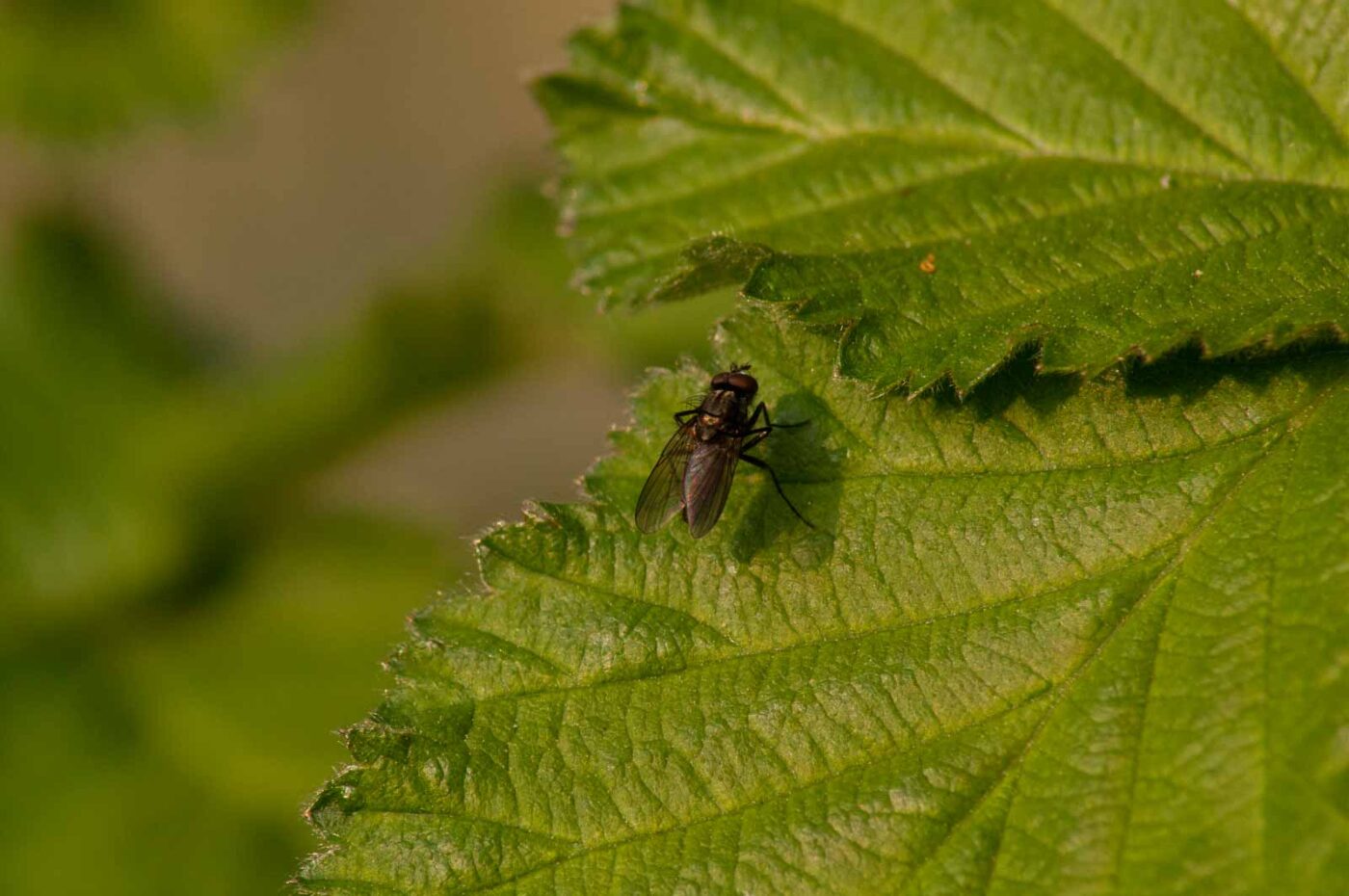 2017-04-08 - EmscherValleyWay Recklinghausen