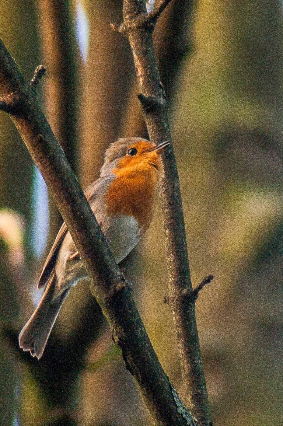 2017-04-08 - EmscherValleyWay Recklinghausen