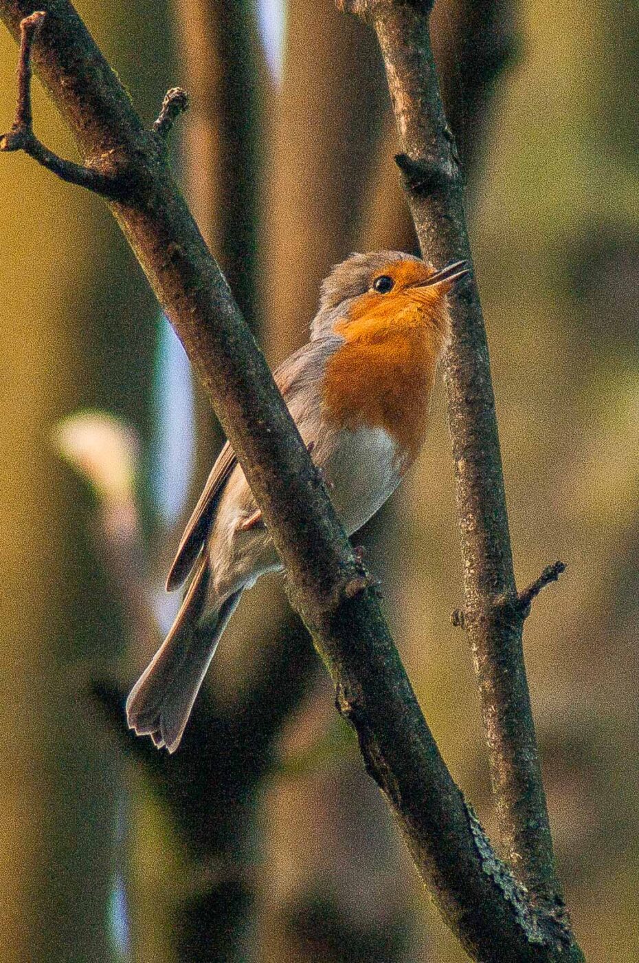 2017-04-08 - EmscherValleyWay Recklinghausen