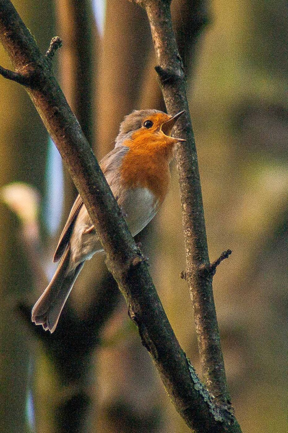 2017-04-08 - EmscherValleyWay Recklinghausen