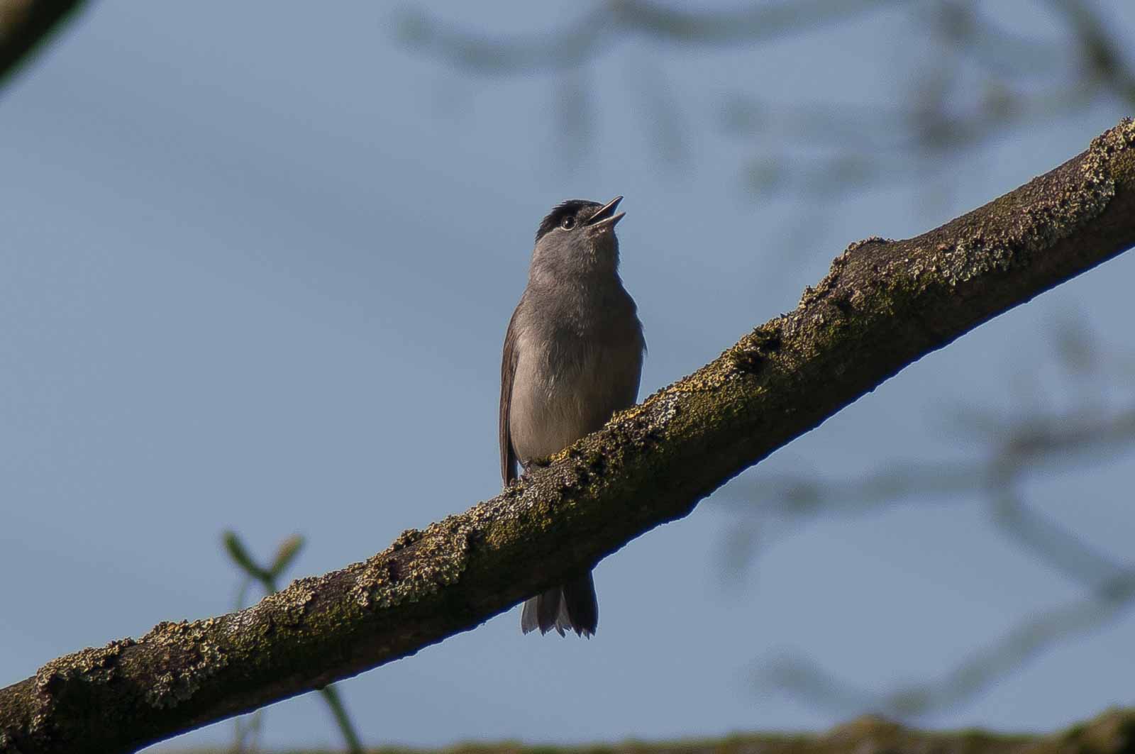 2017-04-09 – EmscherValleyWay Recklinghausen