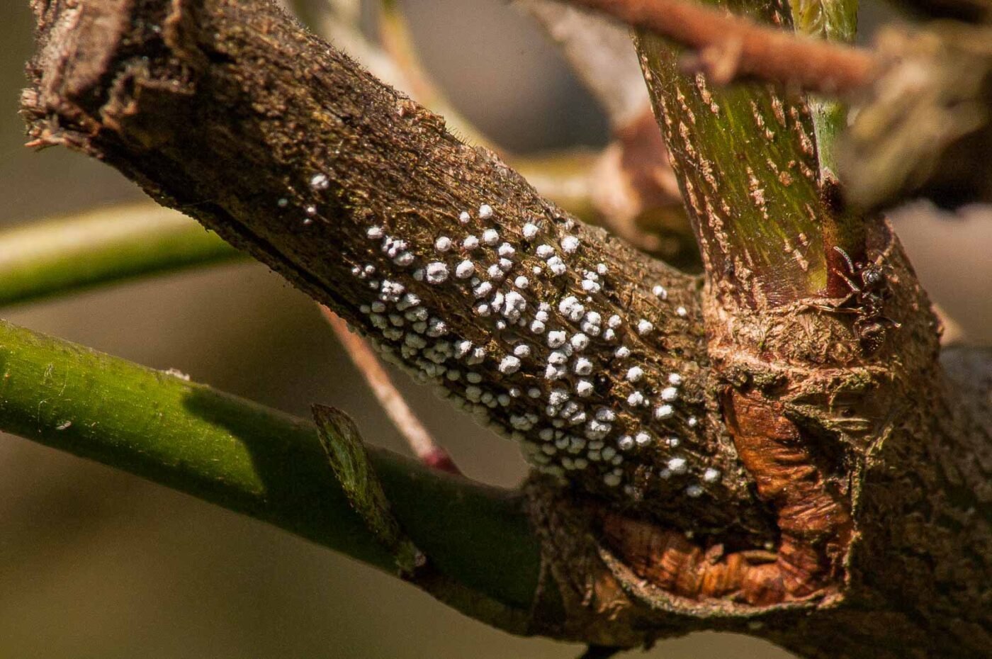 2017-04-09 - EmscherValleyWay Recklinghausen