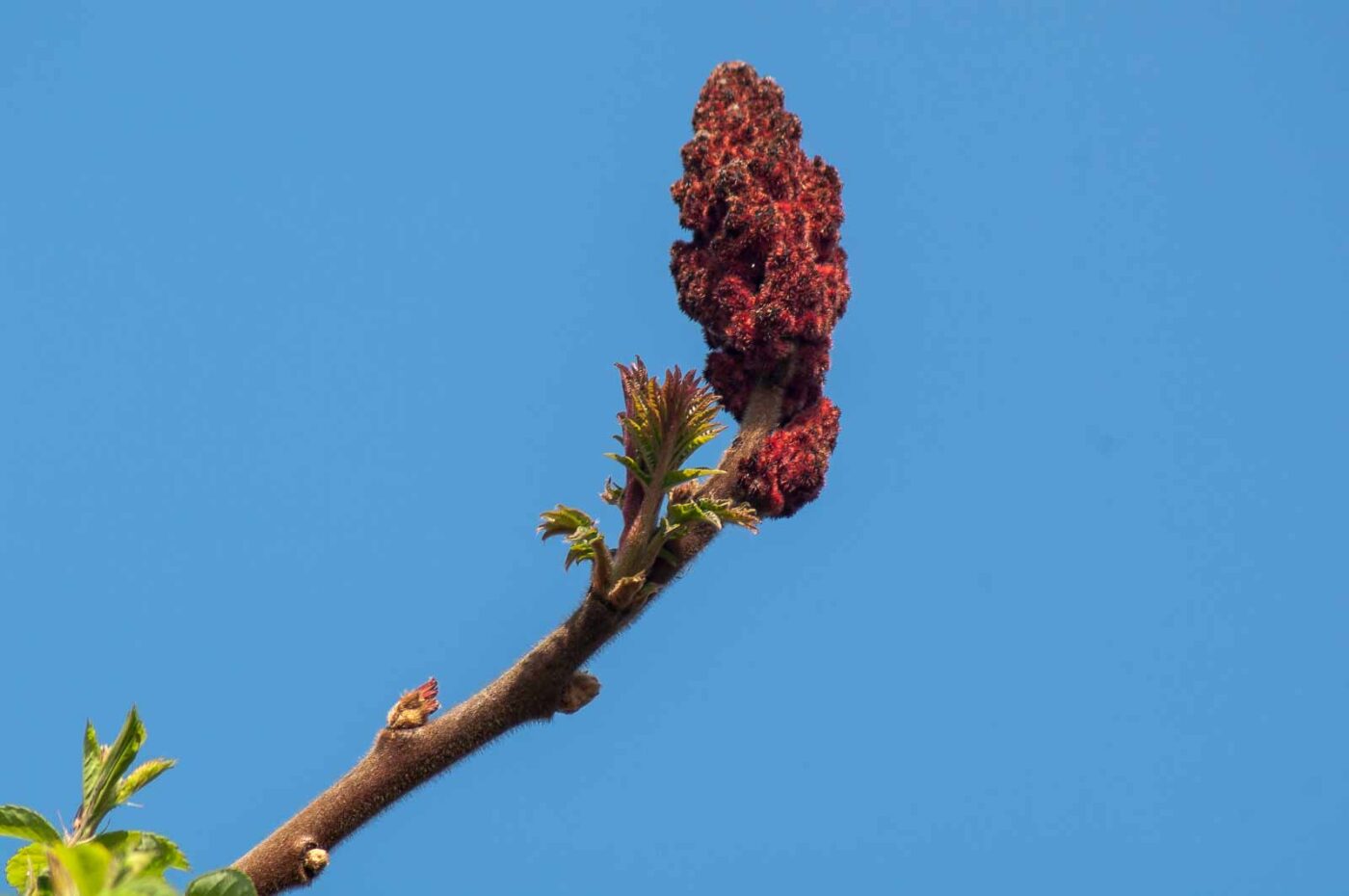 2017-04-09 - EmscherValleyWay Recklinghausen