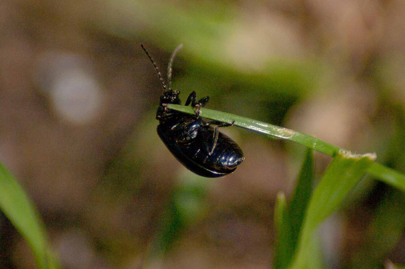 2017-04-09 - EmscherValleyWay Recklinghausen