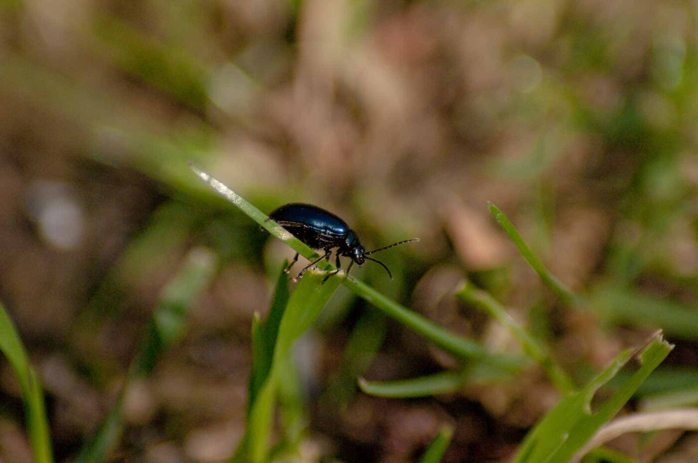 2017-04-09 - EmscherValleyWay Recklinghausen