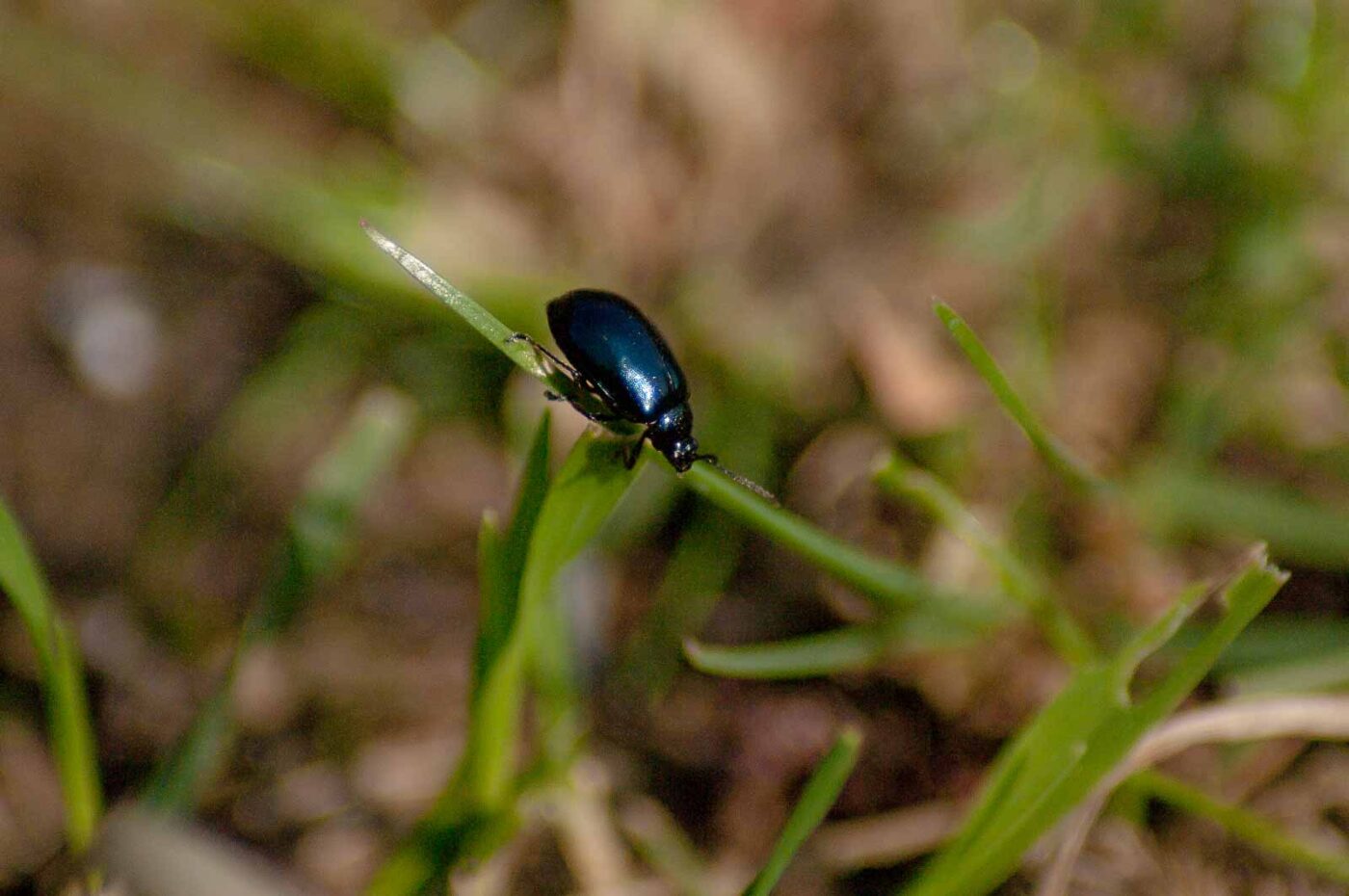 2017-04-09 - EmscherValleyWay Recklinghausen