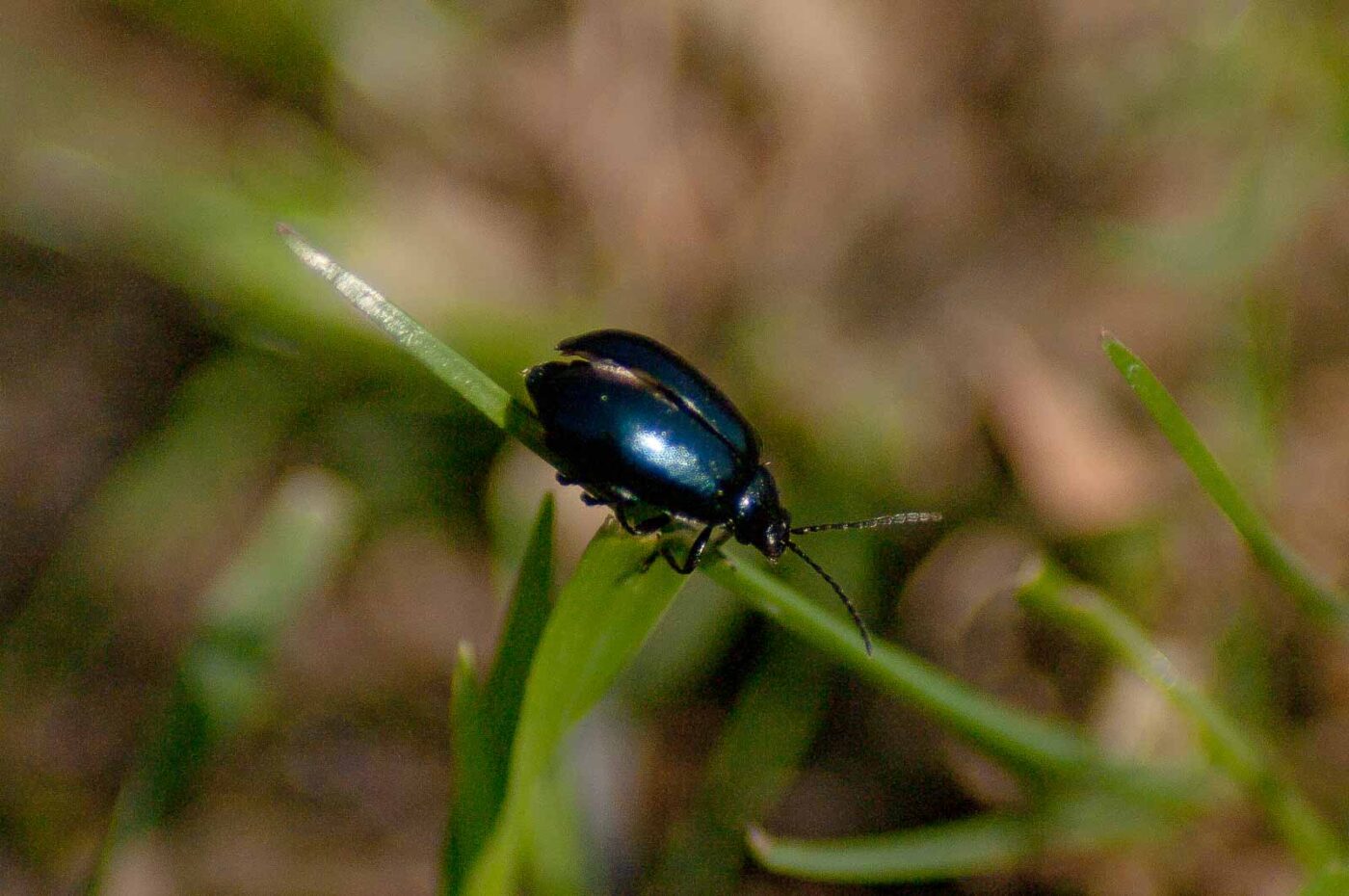 2017-04-09 - EmscherValleyWay Recklinghausen