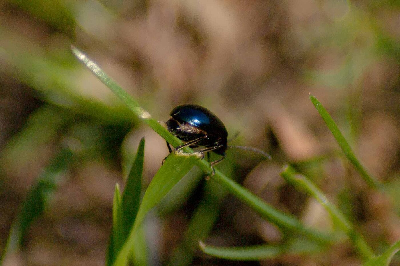 2017-04-09 - EmscherValleyWay Recklinghausen