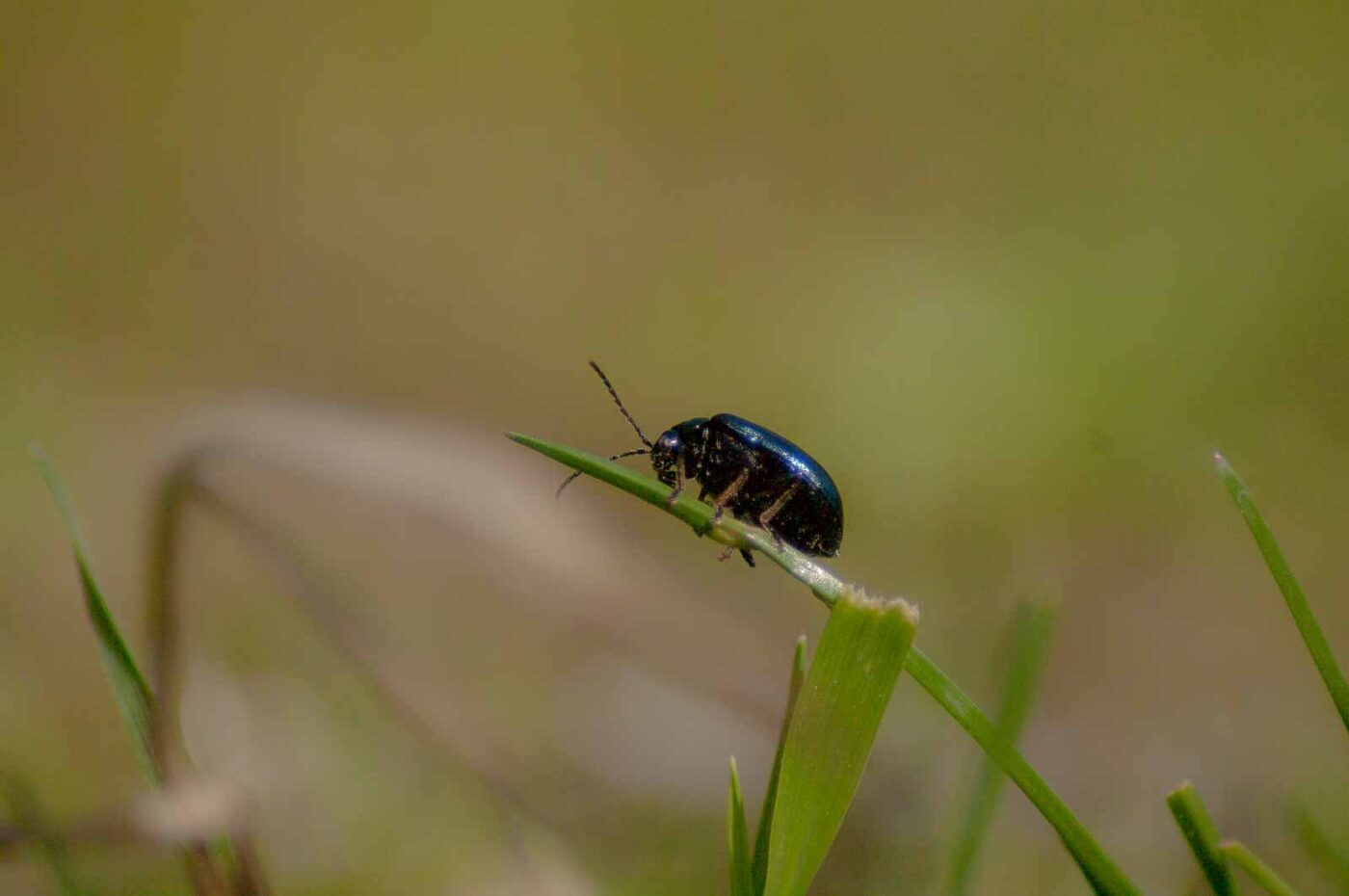 2017-04-09 - EmscherValleyWay Recklinghausen