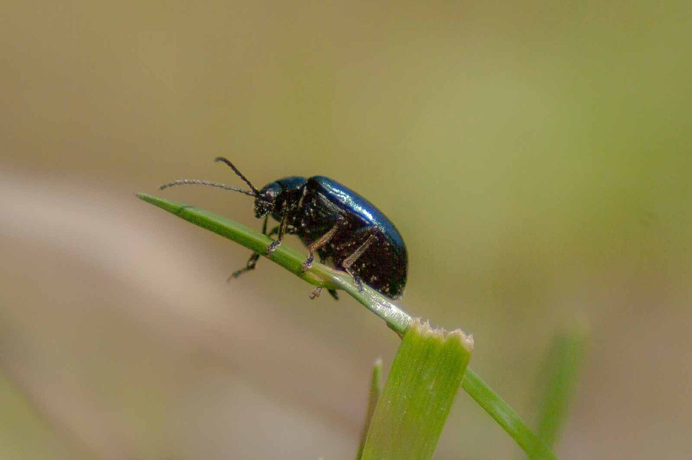 2017-04-09 - EmscherValleyWay Recklinghausen