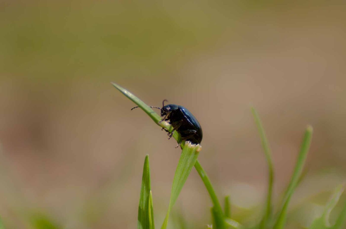 2017-04-09 - EmscherValleyWay Recklinghausen