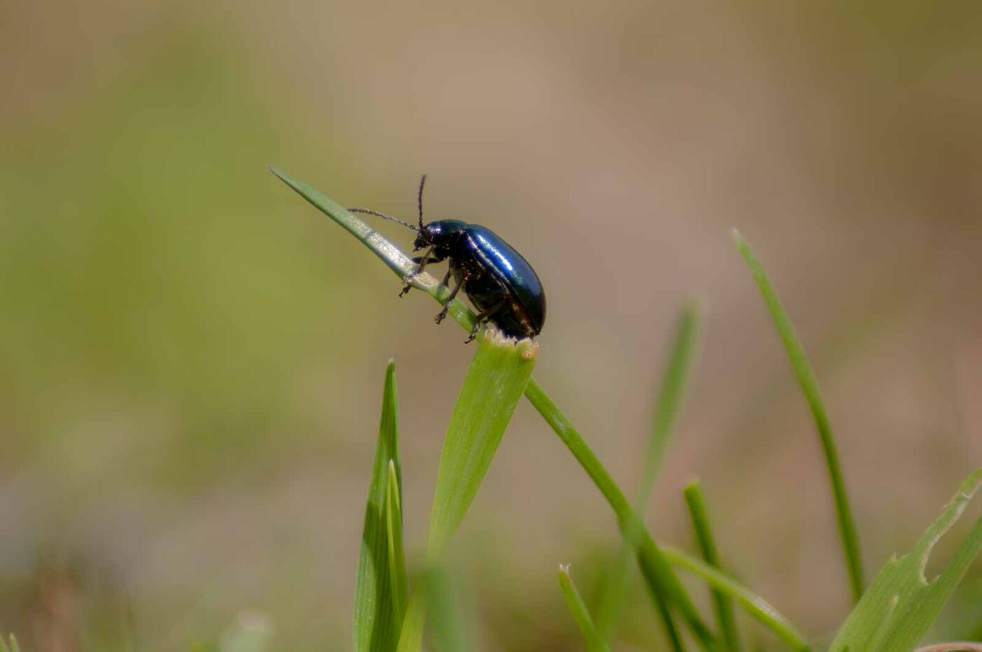 2017-04-09 - EmscherValleyWay Recklinghausen