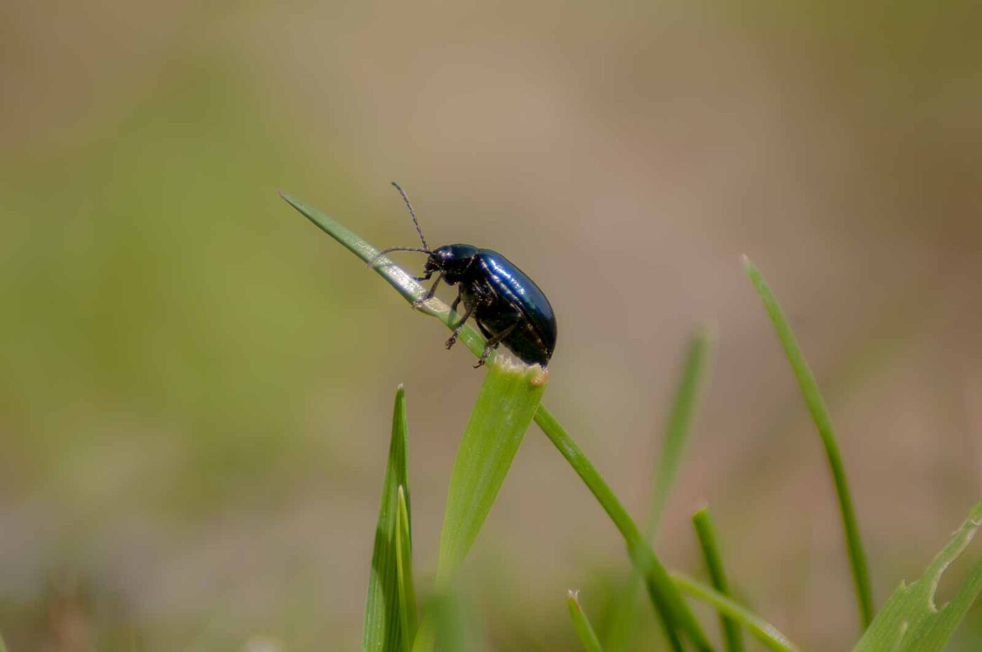 2017-04-09 - EmscherValleyWay Recklinghausen