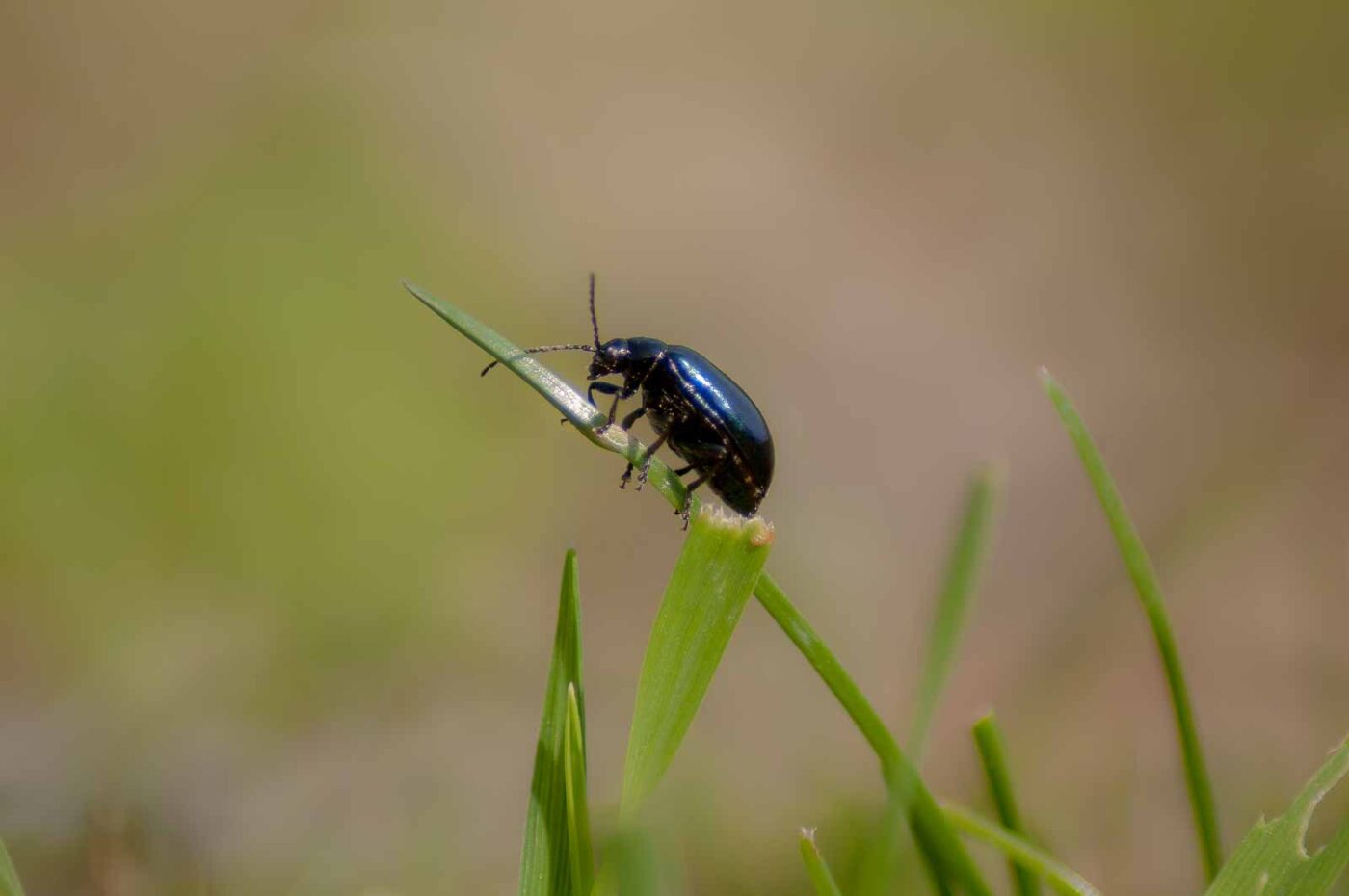 2017-04-09 - EmscherValleyWay Recklinghausen