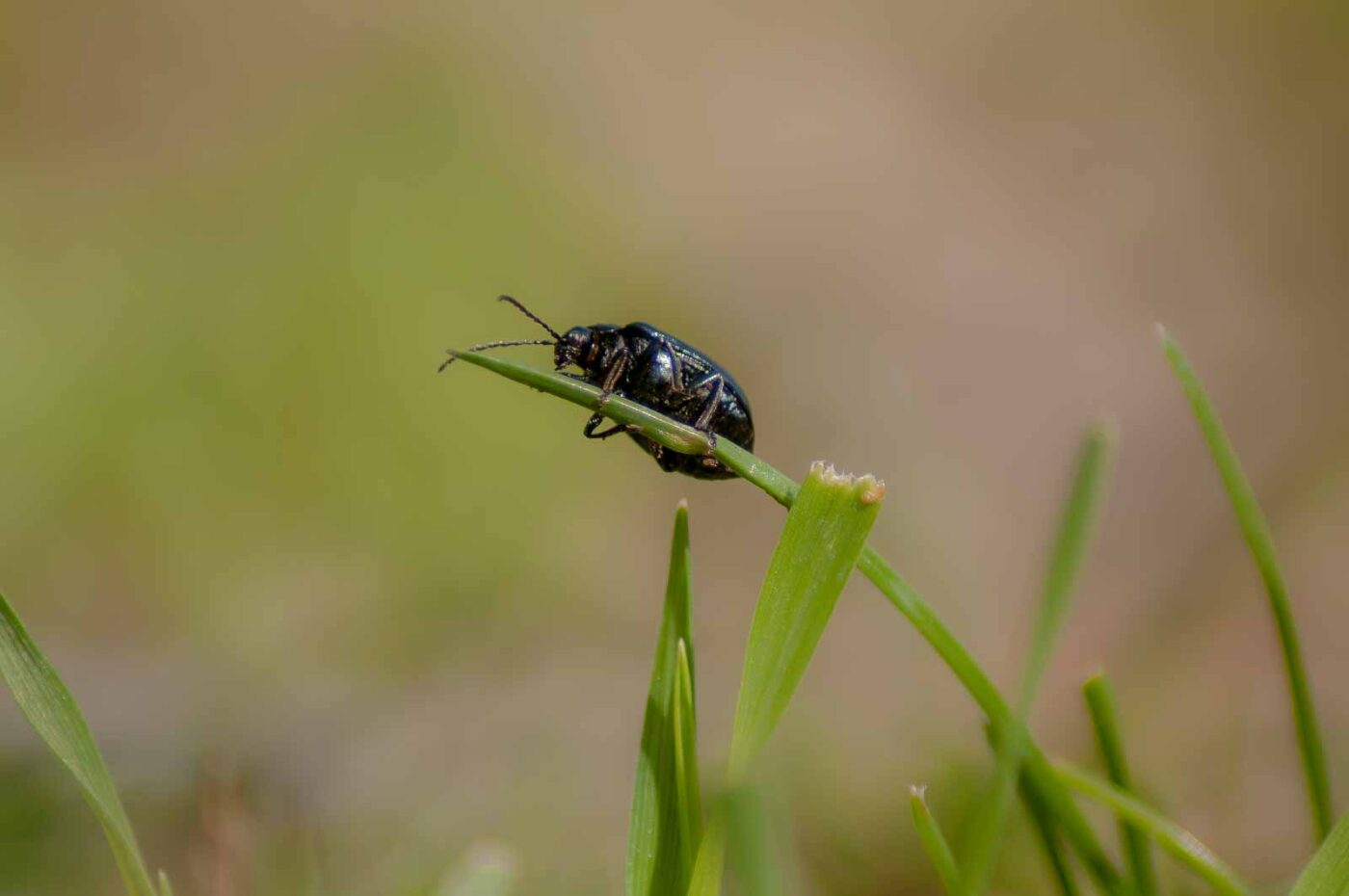 2017-04-09 - EmscherValleyWay Recklinghausen