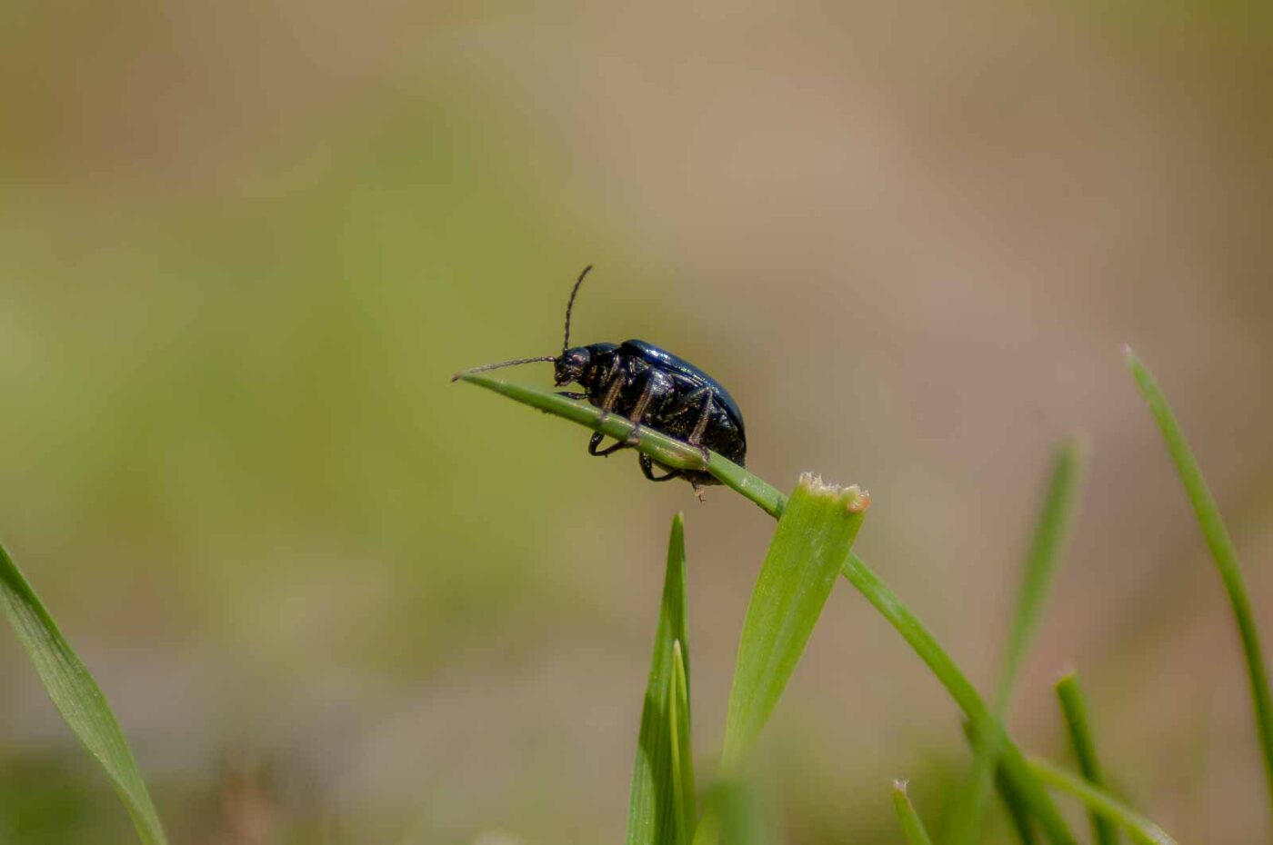 2017-04-09 - EmscherValleyWay Recklinghausen