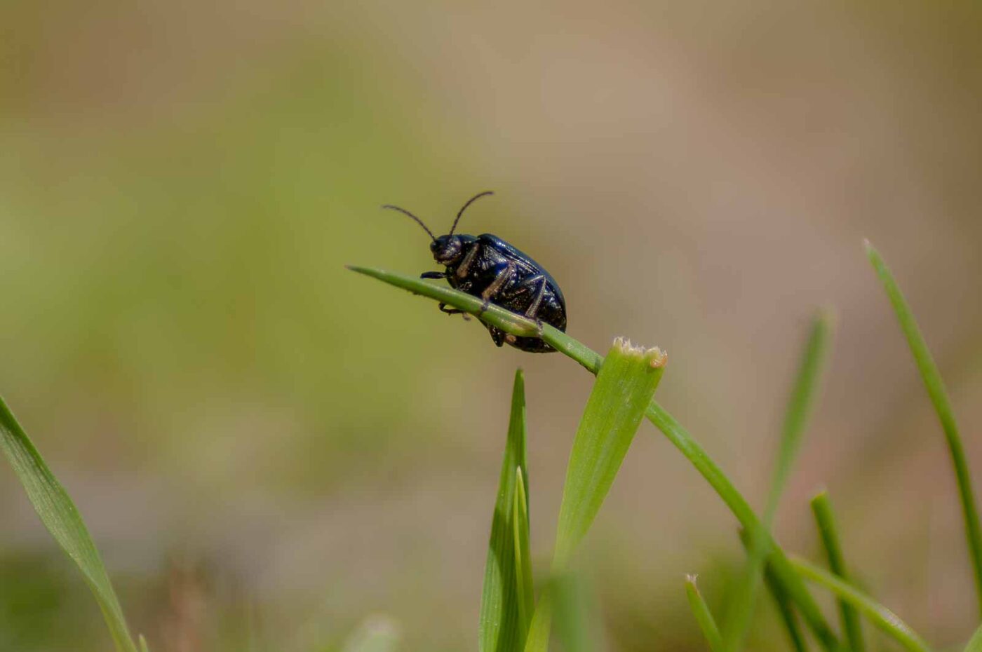 2017-04-09 - EmscherValleyWay Recklinghausen