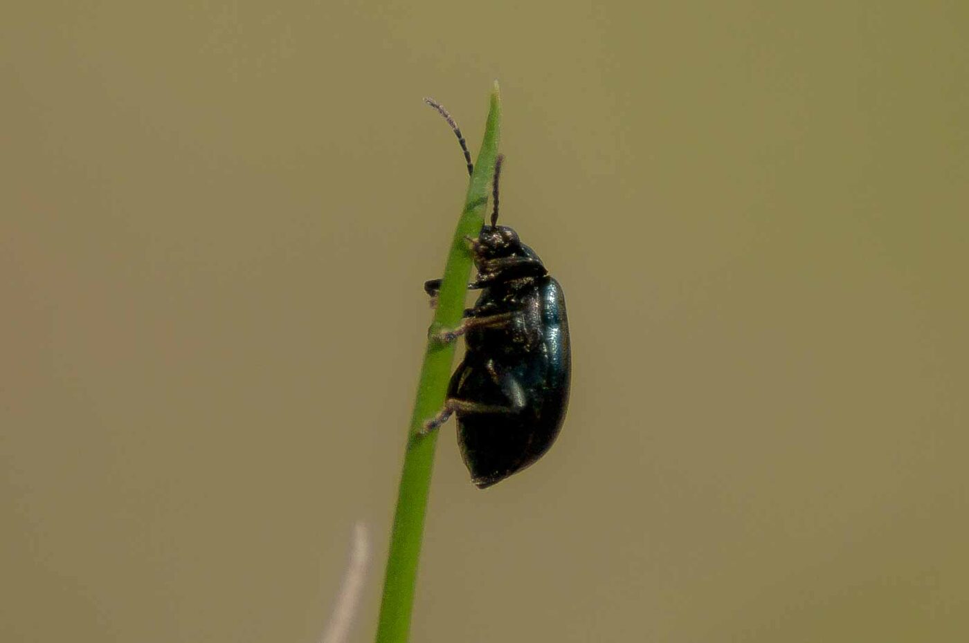 2017-04-09 - EmscherValleyWay Recklinghausen