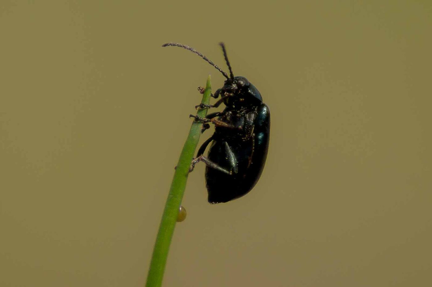 2017-04-09 - EmscherValleyWay Recklinghausen