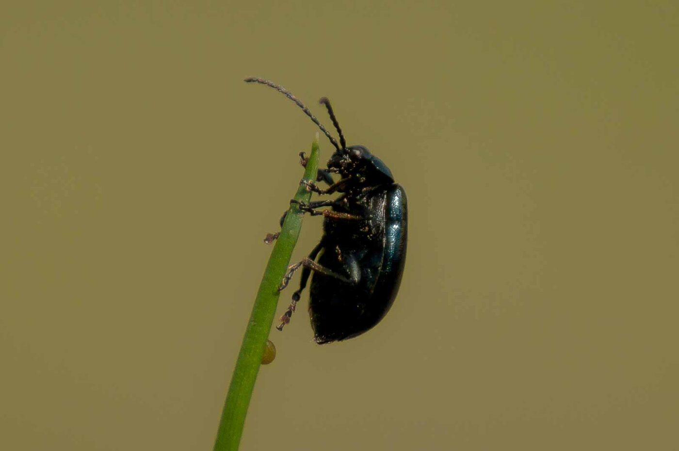 2017-04-09 - EmscherValleyWay Recklinghausen