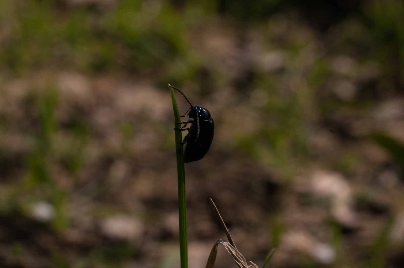 2017-04-09 - NSG Brandheide Recklinghausen