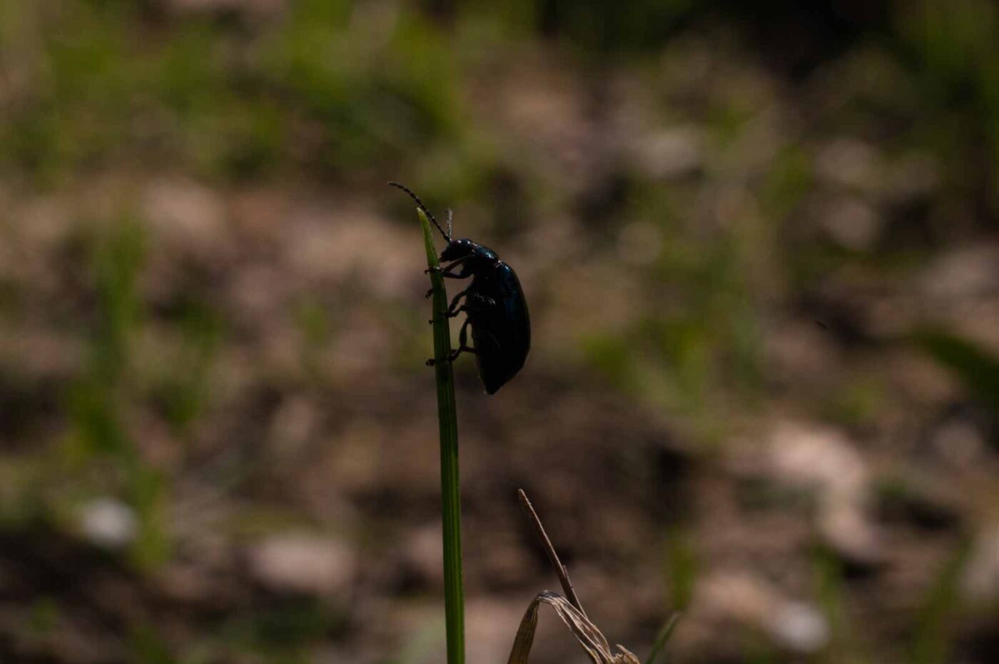 2017-04-09 - EmscherValleyWay Recklinghausen