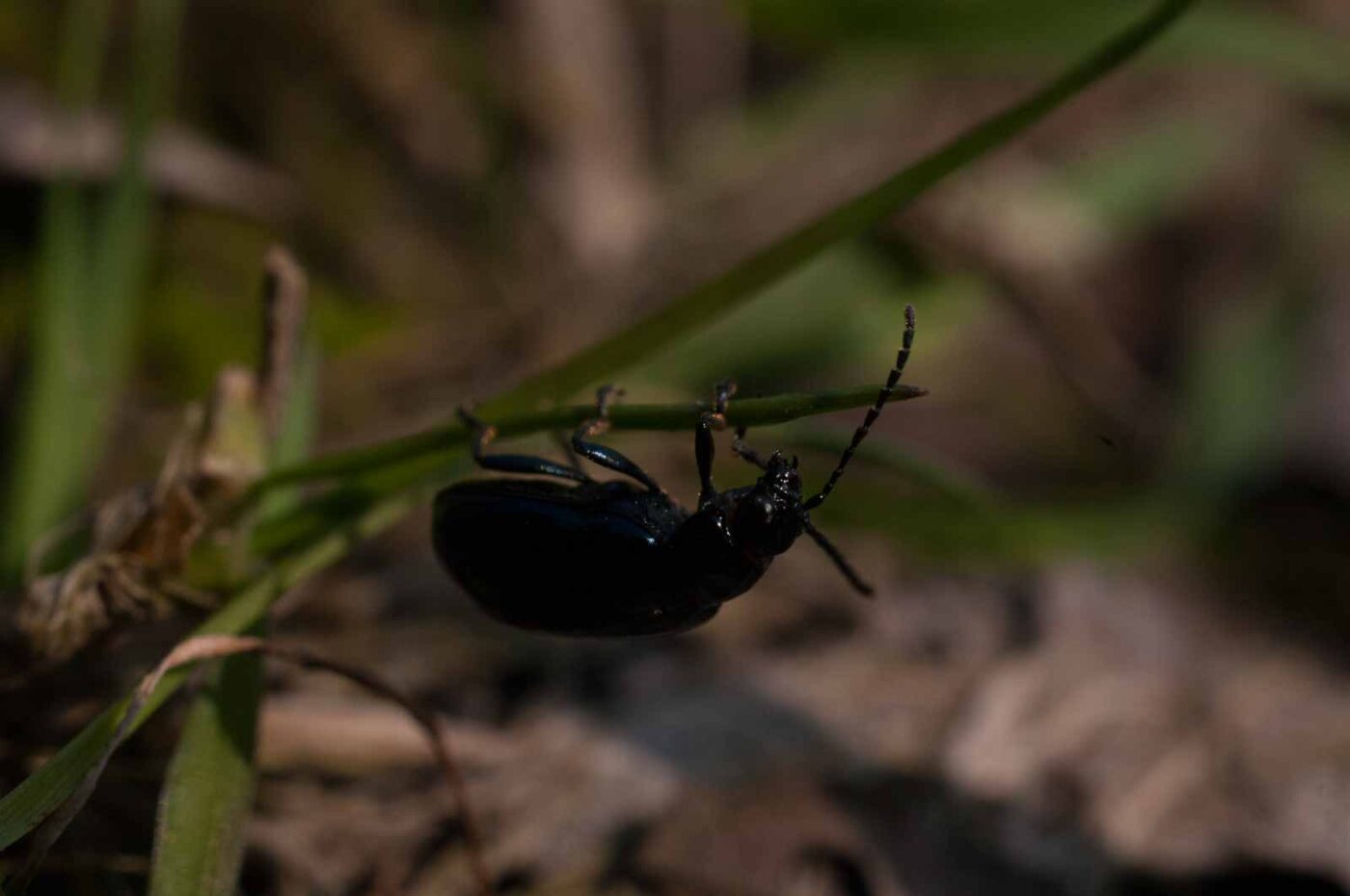 2017-04-09 - NSG Brandheide Recklinghausen