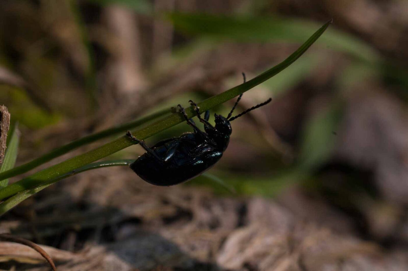 2017-04-09 - NSG Brandheide Recklinghausen