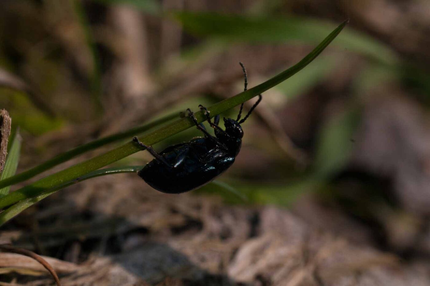 2017-04-09 - NSG Brandheide Recklinghausen