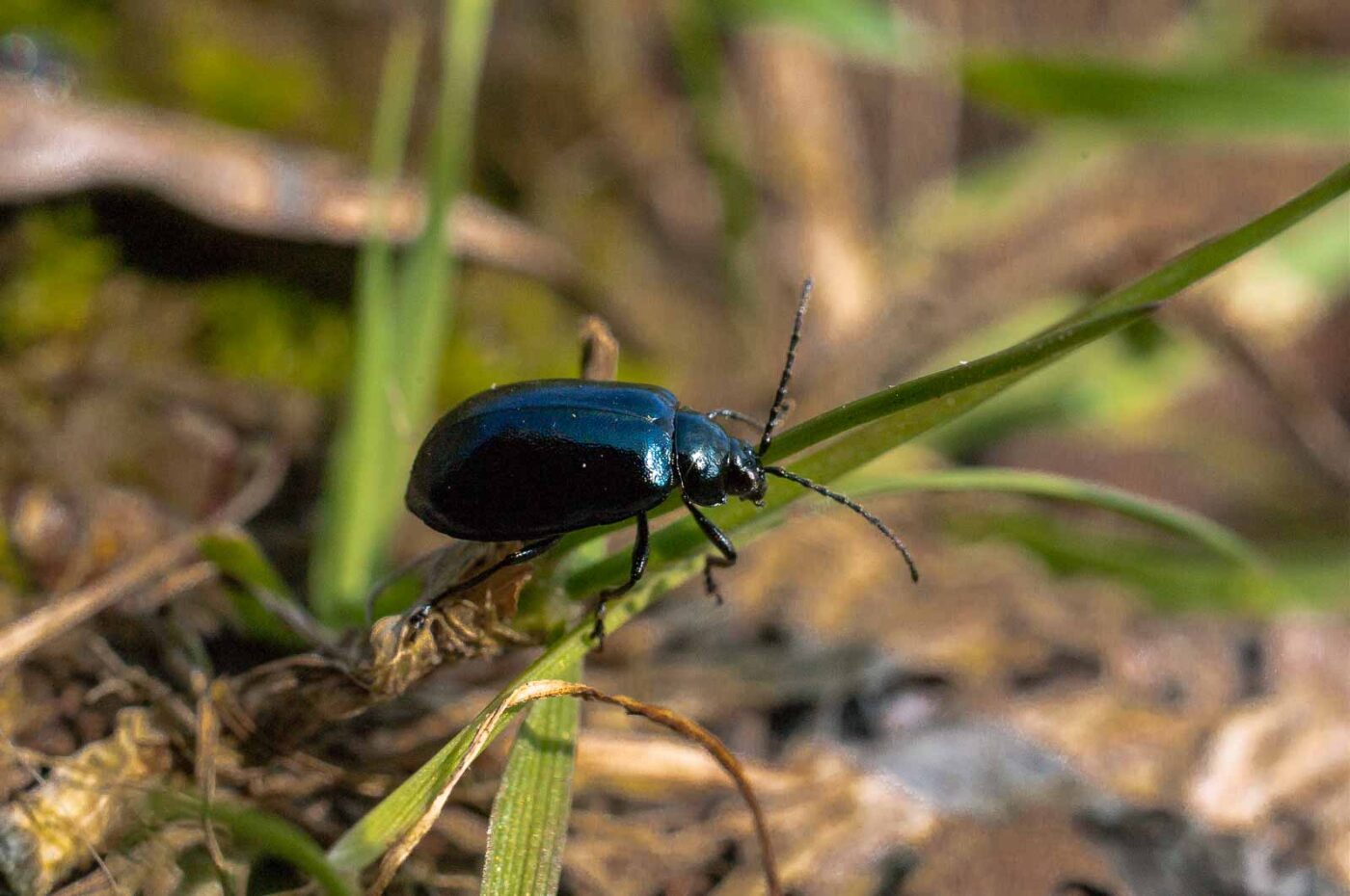 2017-04-09 - EmscherValleyWay Recklinghausen