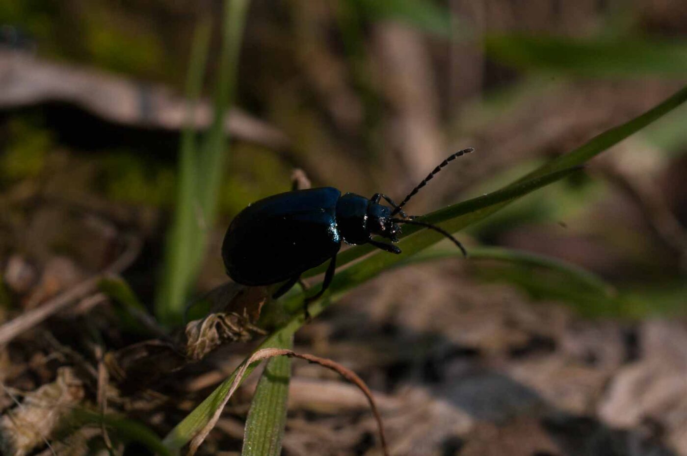 2017-04-09 - EmscherValleyWay Recklinghausen