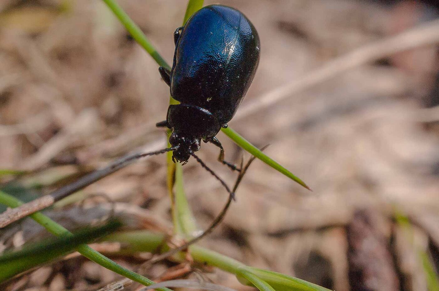 2017-04-09 - EmscherValleyWay Recklinghausen