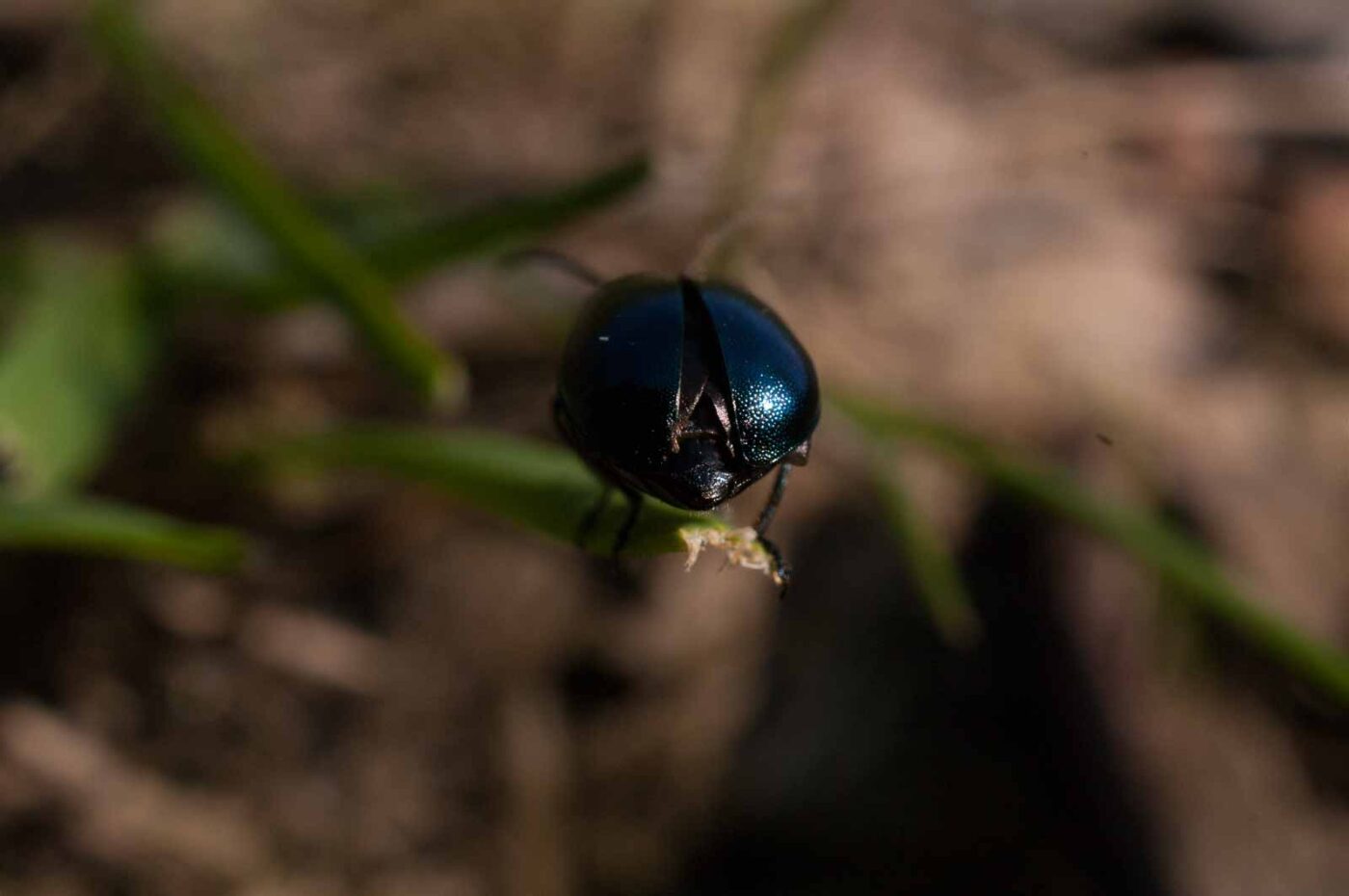 2017-04-09 - EmscherValleyWay Recklinghausen