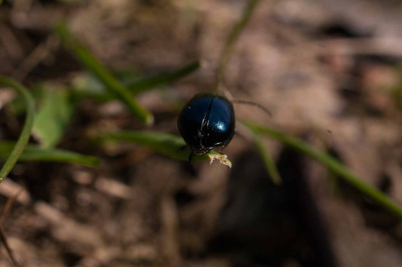 2017-04-09 - EmscherValleyWay Recklinghausen