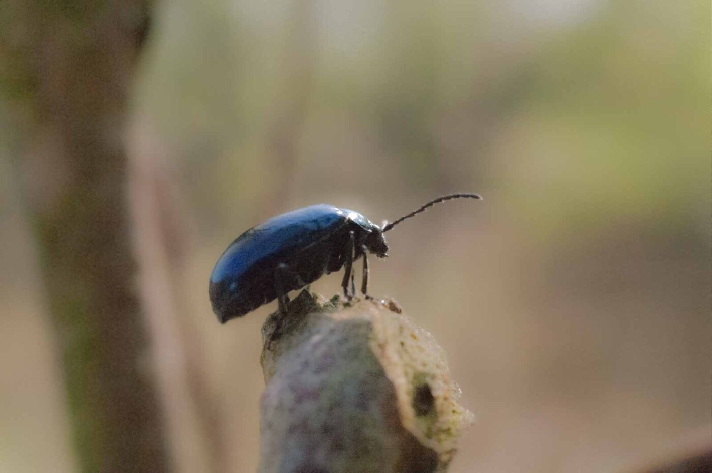 2017-04-09 - EmscherValleyWay Recklinghausen