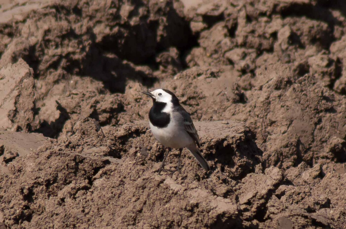 2017-04-09 - EmscherValleyWay Recklinghausen