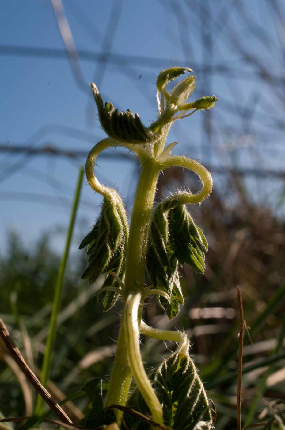 2017-04-09 - NSG Brandheide Recklinghausen