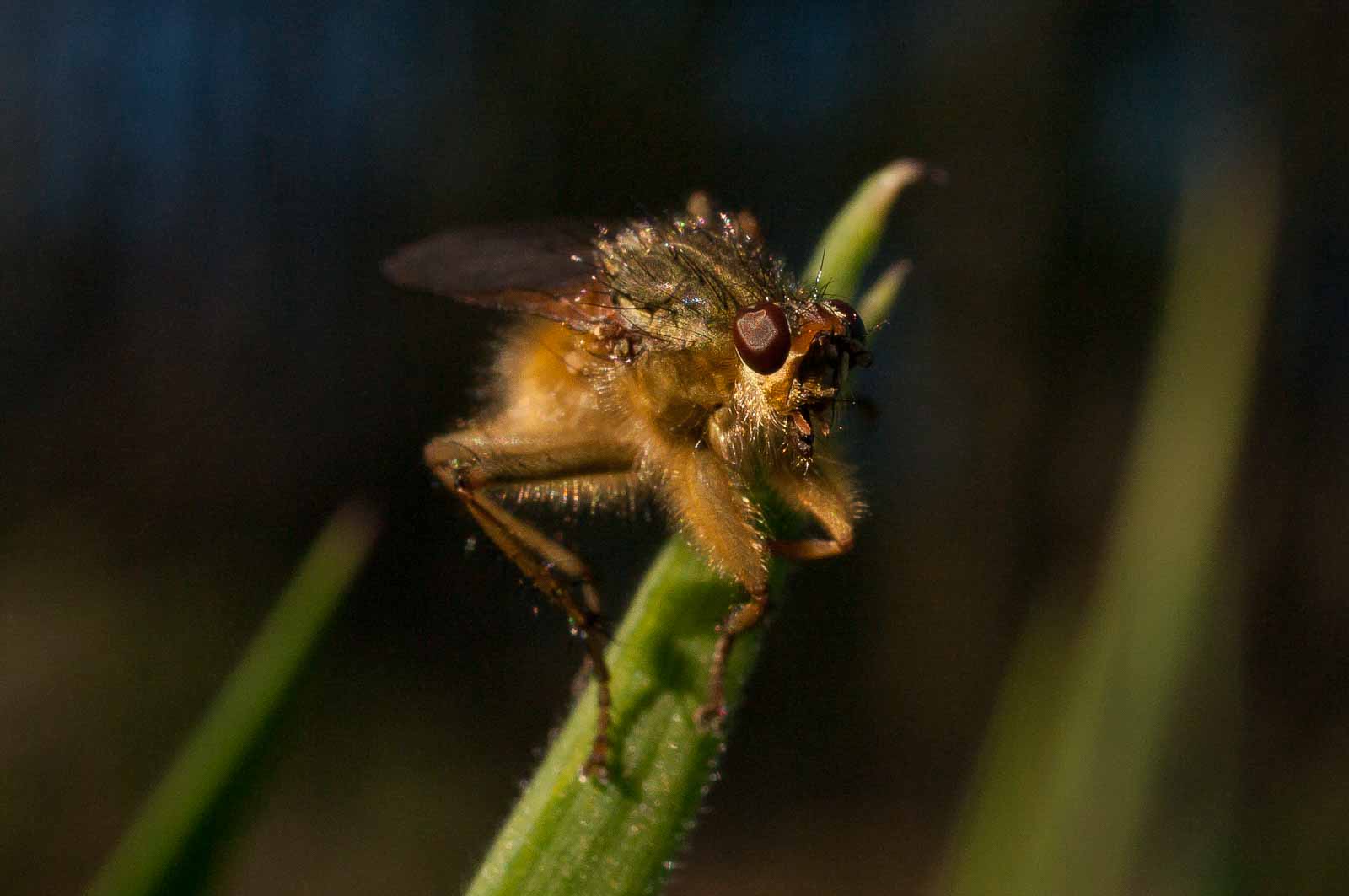 °gelbe dungfliege°
