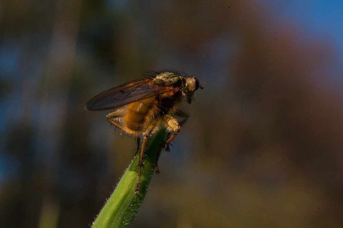 2017-04-09 - NSG Brandheide Recklinghausen