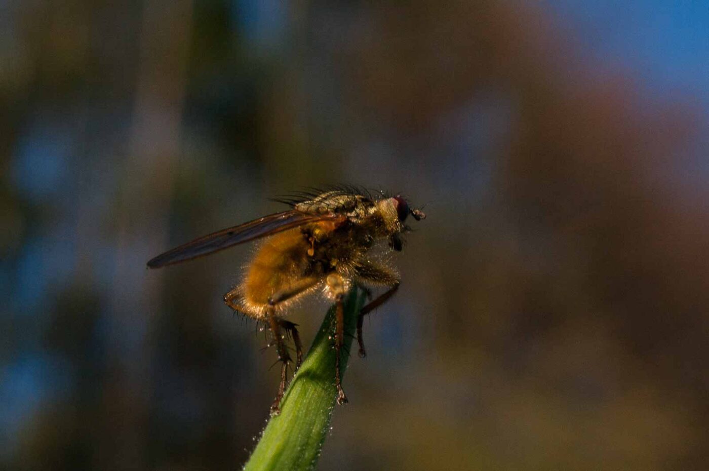 2017-04-09 - NSG Brandheide Recklinghausen