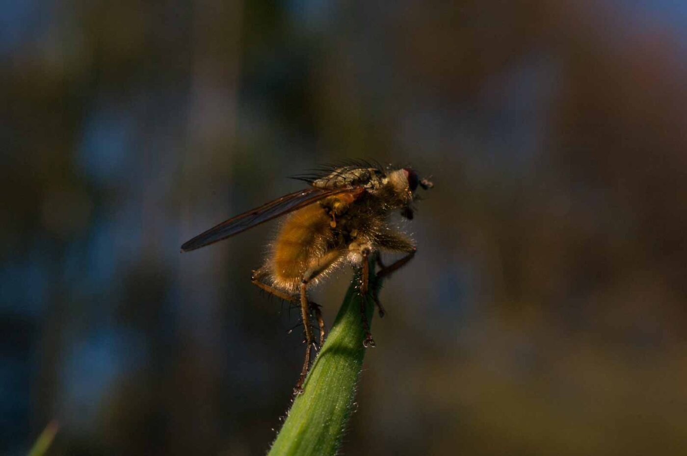 2017-04-09 - NSG Brandheide Recklinghausen
