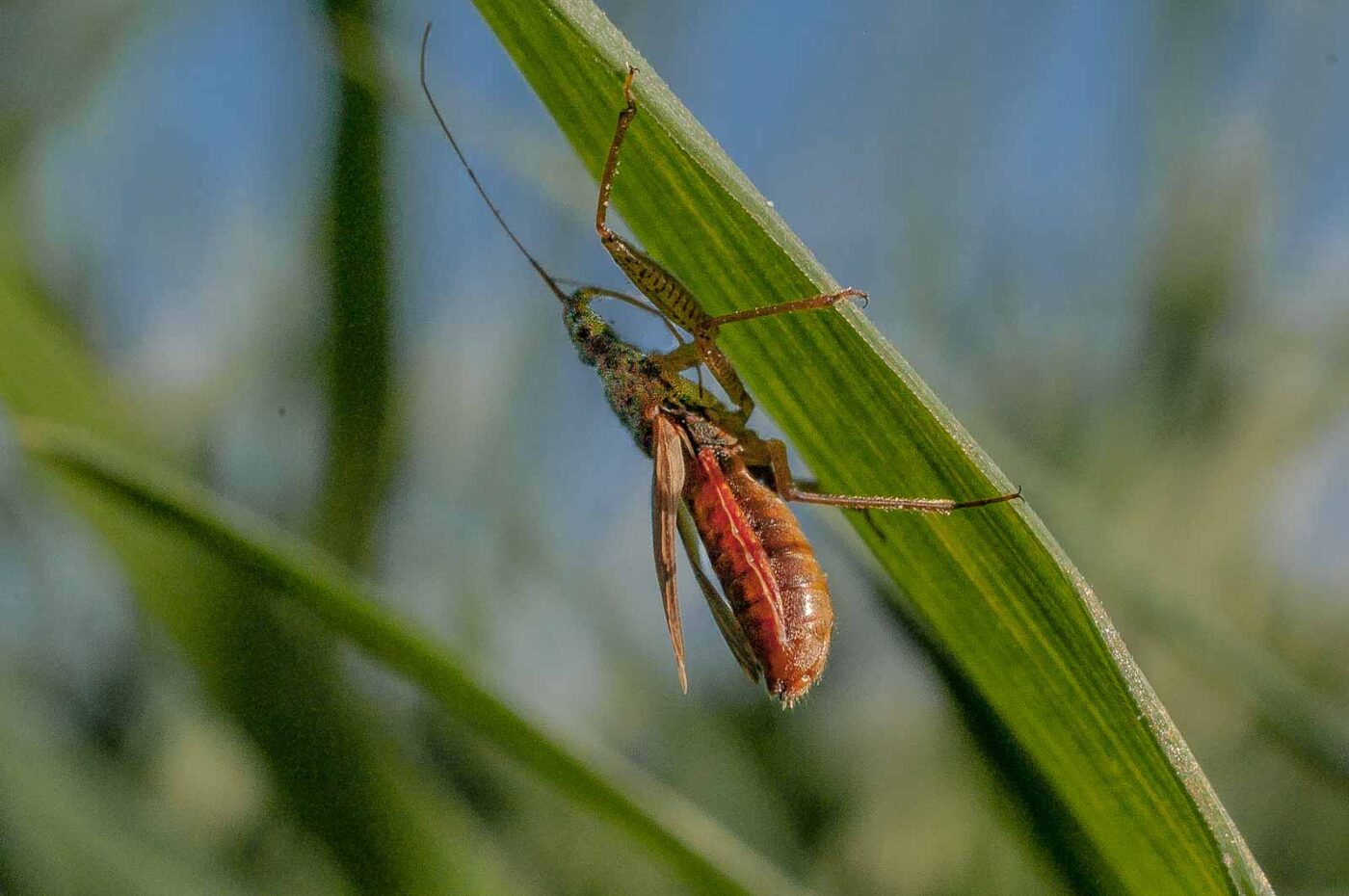 2017-04-09 - NSG Brandheide Recklinghausen