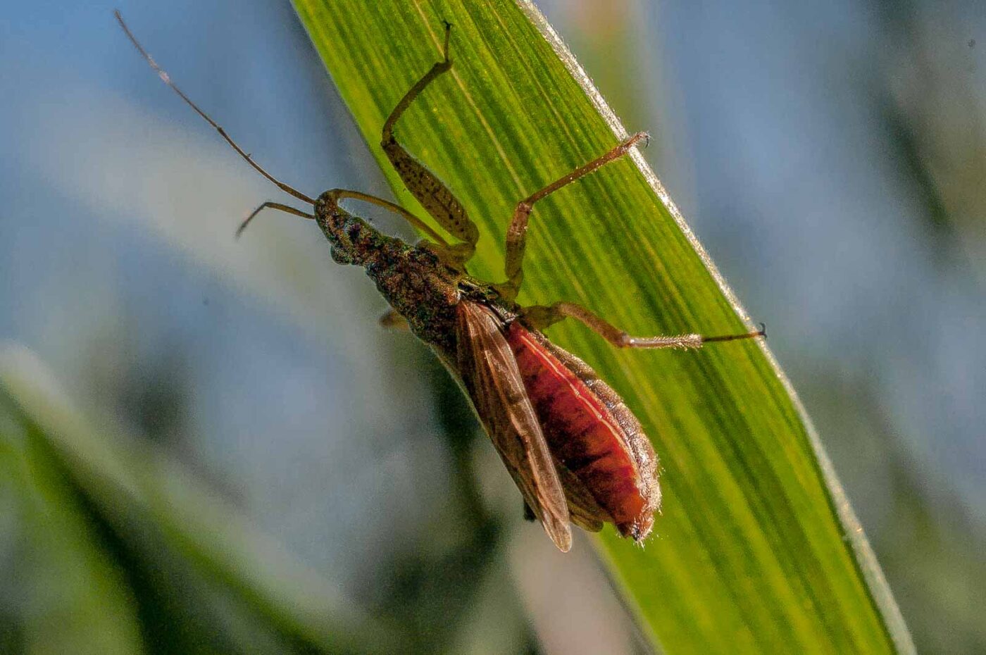 2017-04-09 - NSG Brandheide Recklinghausen