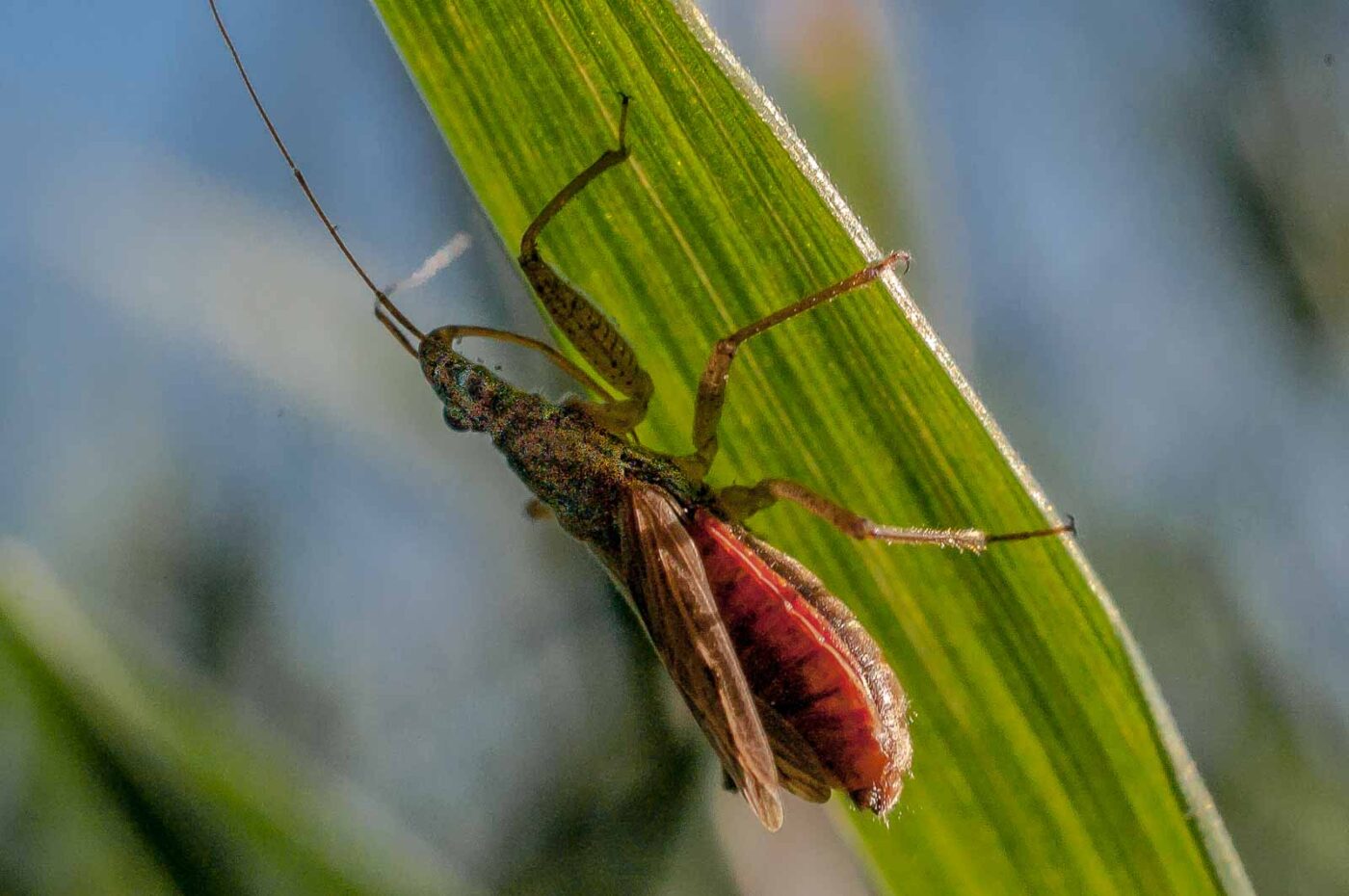 2017-04-09 - NSG Brandheide Recklinghausen