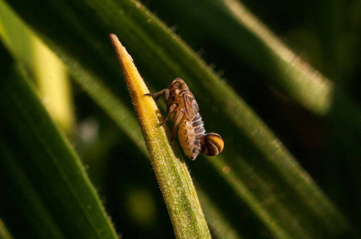 2017-04-09 - NSG Brandheide Recklinghausen