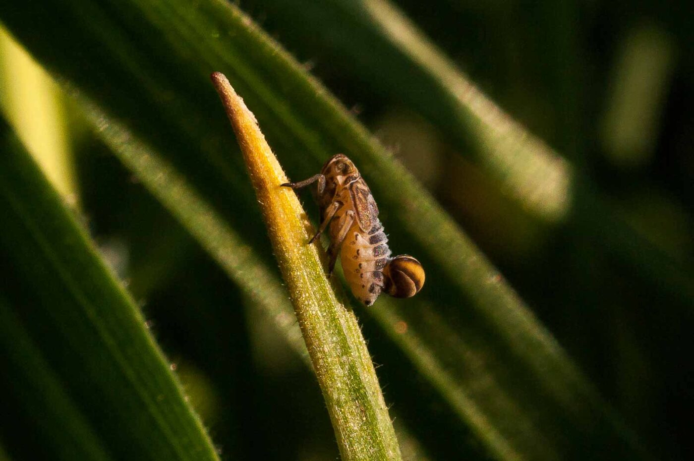 2017-04-09 - NSG Brandheide Recklinghausen