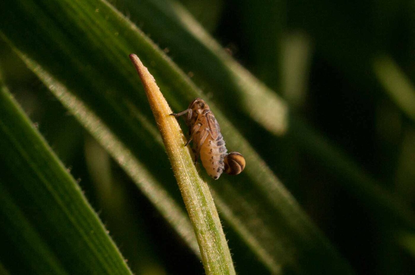 2017-04-09 - NSG Brandheide Recklinghausen