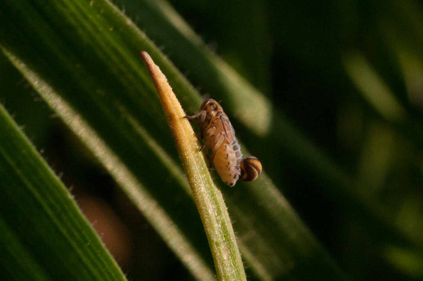 2017-04-09 - NSG Brandheide Recklinghausen