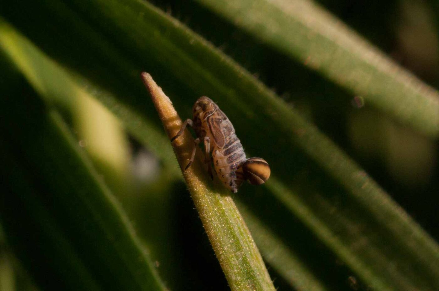 2017-04-09 - NSG Brandheide Recklinghausen