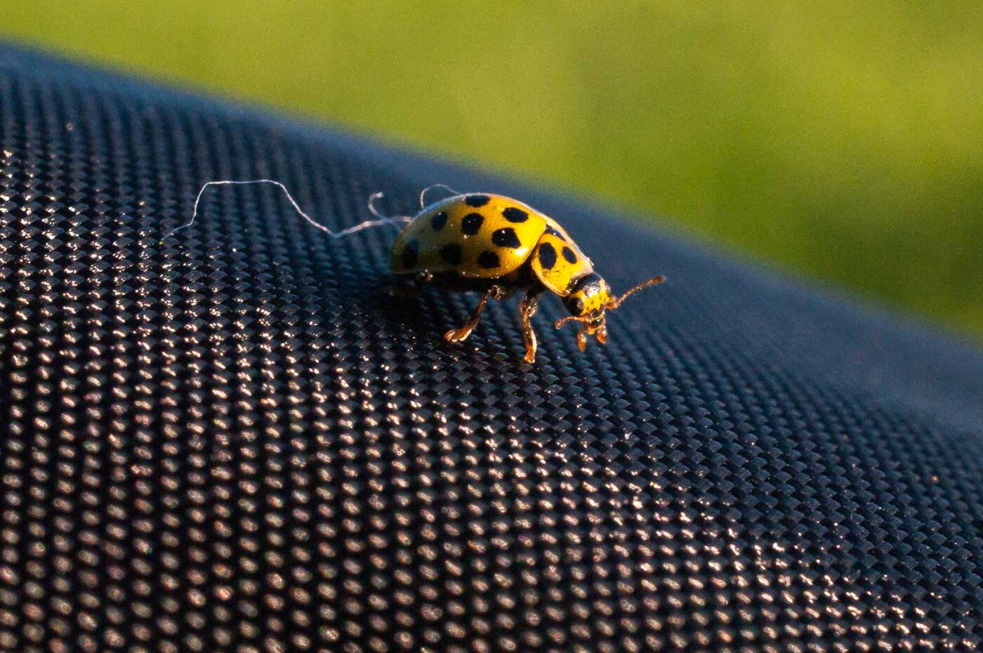 2017-04-09 - NSG Brandheide Recklinghausen